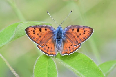 Purple-shot Copper (Lycaena alciphron)