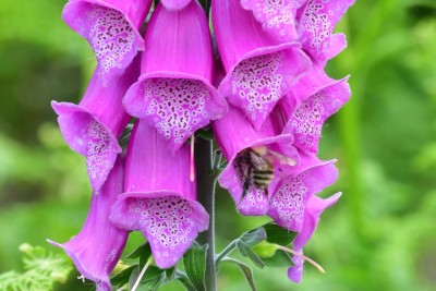 Foxglove with unidentified Bumble bee