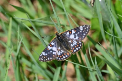 Cynthia's Fritillary (Euphydryas cynthia)