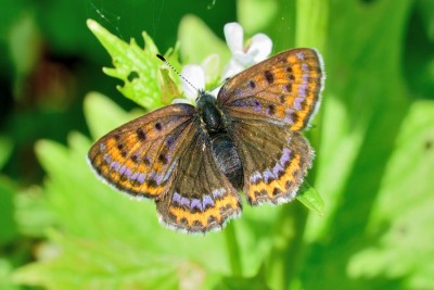 Violet Copper (Lycaena helle)<br />Doubs