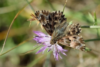 Mallow Skipper ( Carcharodus alceae)<br />Reserve of Moëze-Oléron,