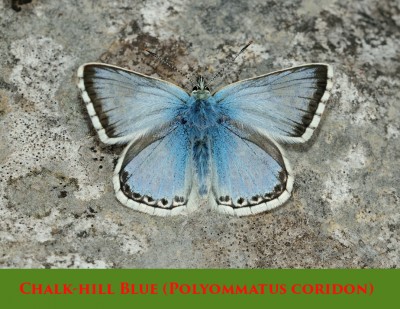 Chalk-hill Blue (Polyommatus coridon).jpg