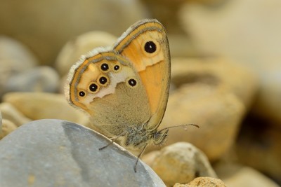 Dusky Heath (Coenonympha dorus)