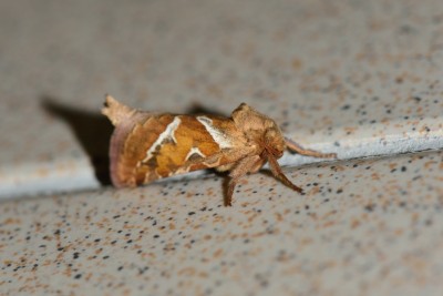 A very pretty small moth apox 22 mmlong