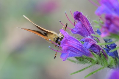 MAY_8657 Essex Skipper (Thymelicus lineolus) Col de Negron Drome.  3x2.jpg