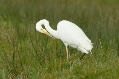 Great-white- Egret. Tealham Moor, Somerset.