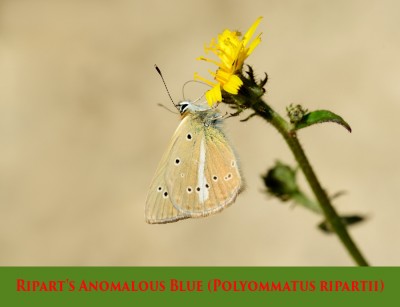 Ripart's Anomalous Blue (Polyommatus ripartii).jpg