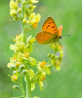 Scarce Copper (Lycaena virgaureae)