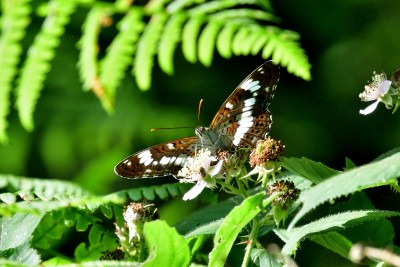 White Admiral (Limenitis camilla)