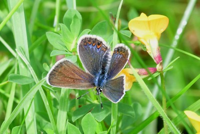 Silver-studded Blue<br />Plebejus argus