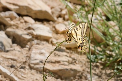 MAY_7919 Southern Swallowtail (Papilio alexanor).jpg
