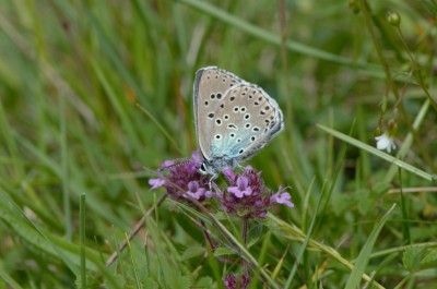 Large Blue at Collards Hill.<br />From my records