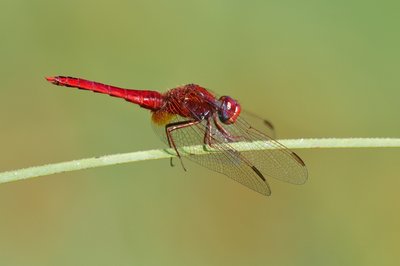 Crocothemis erythraea