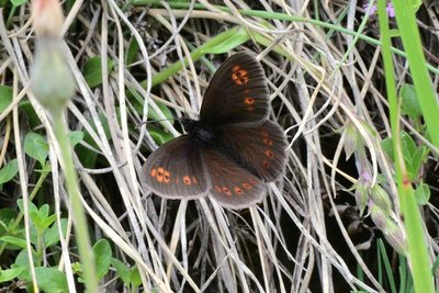 Almond-eyed Ringlets (Erebia alberganus).jpg