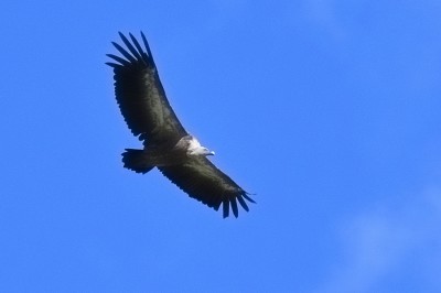 Col d'Agnel, 2620 Griffon vulture.jpg