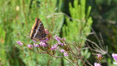 JUI_6896  Two-tailed Pasha (Charaxes jasius).jpg