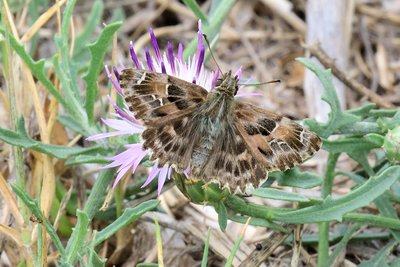 Mallow skipper Fort de Salsies Reduced.jpg