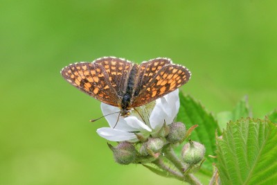 Heath Fritterry