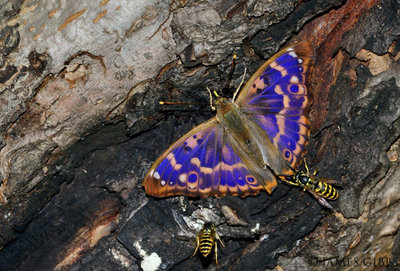 JUL_8104 Lesser Purple Emperor (Apatura ilia).jpg