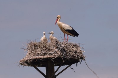 White Stork with chicks.