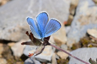 Turquoise Blue (Polyommatus dorylas) Col d'Izoard
