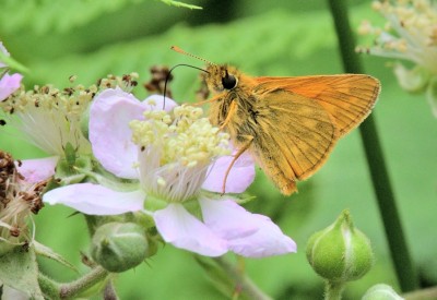 Large Skipper (Ochlodes sylvanus)