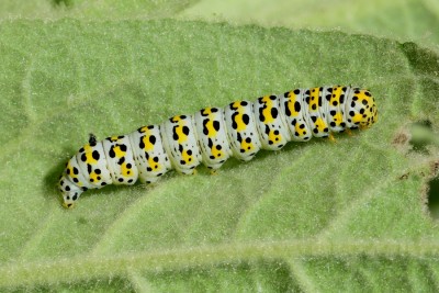 The Mullein moth caterpillars Shargacucullia verbasci