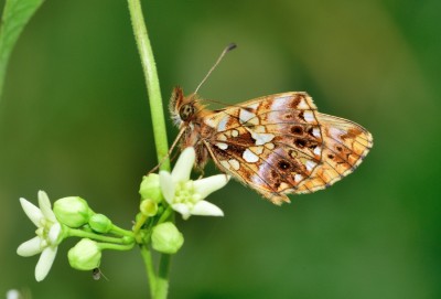 Weaver's Fritillary (Boloria dia)