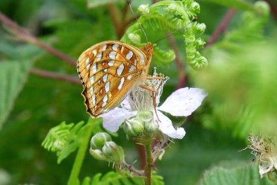 High Brown Fritillary (Argynnis adippe)