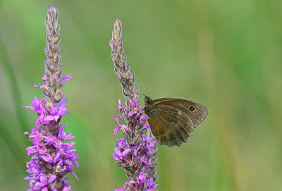 Dryad (Minois dryas)_