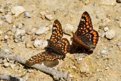 Scarce Fritillary (Euphydryas maturna)