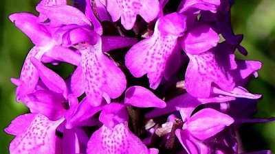 JAN_3850   Orchid Shapwick.jpg