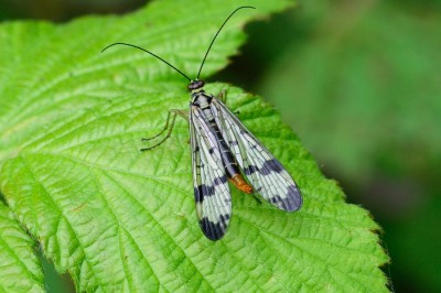 scorpionfly ? from France