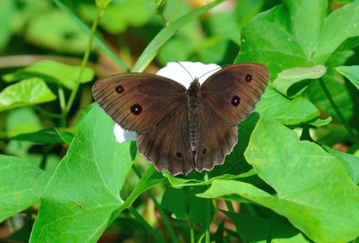 Dryad (Minois dryas)