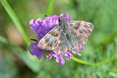 Tufted Marbled Skipper (Carcharodus flocciferus) ?