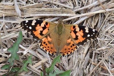 JUI_7364 Vanessa cardui (Painted Lady,  La Belle Dame_Reduced.jpg