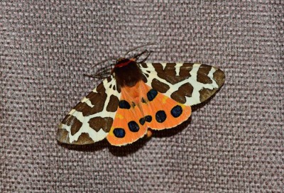 Garden tiger moth