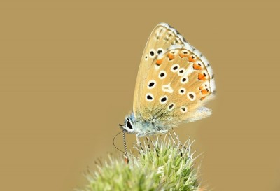 Adonis Blue (Polyommatus bellargus)