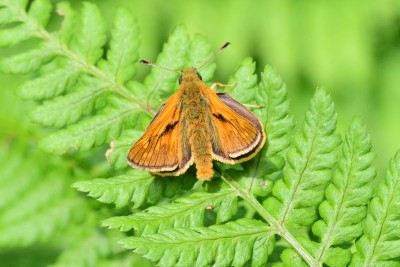 Large Skipper