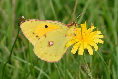 Clouded Yellow (Colias crocea) Somerset.