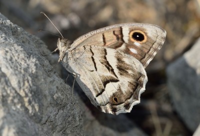 Striped Grayling (Hipparchia fidia)