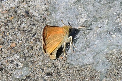 Small Skipper