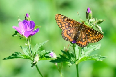 Asian Fritillary (Euphydryas intermedia)<br />Top target species for2019