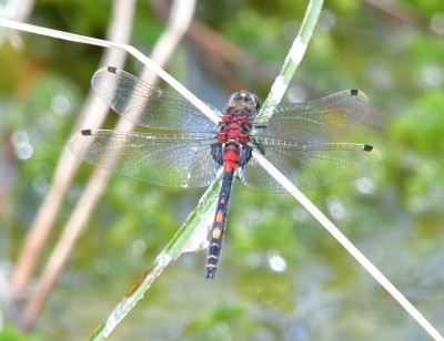 White-faced darter