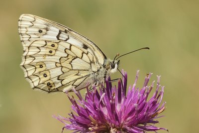 JUN_8947 Esper's Marbled White (Melanargia russiae) Reduced.jpg