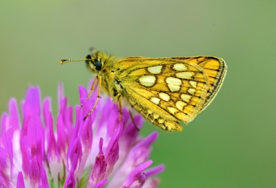 Chequered Skipper (Carterocephalus palaemon)