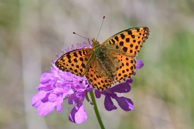 Queen of Spain Fritillary (Issoria lathonia)<br />A perennial favourite