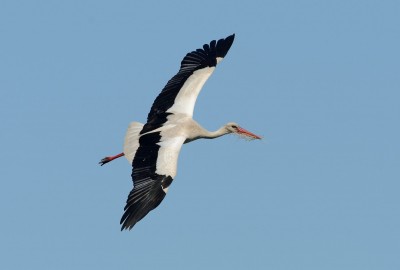 MAY_9160 White Stork (Ciconia ciconia).jpg