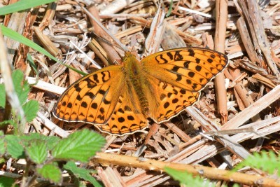 High Brown Fritillary (Argynnis adippe)