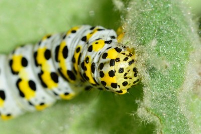 The Mullein moth caterpillars Shargacucullia verbasci